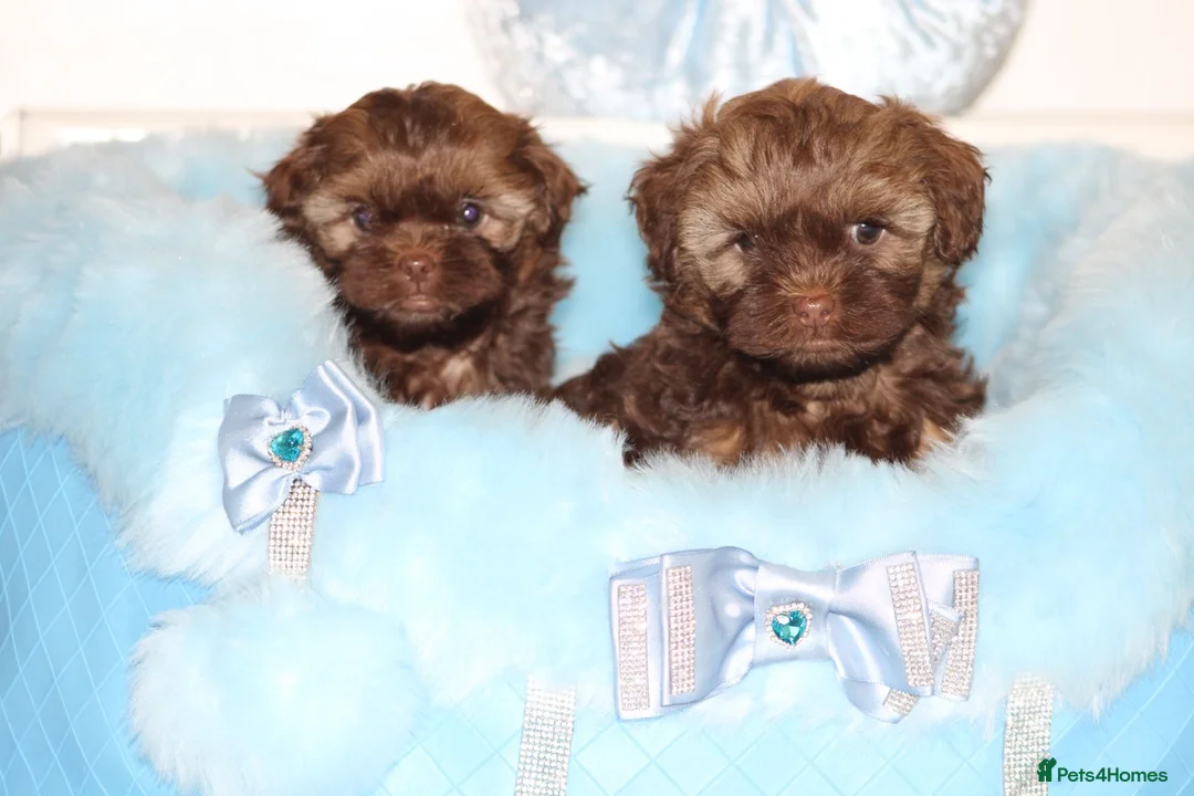 Shihpoo dogs for sale: Shih poo puppy’s  - Advert 32