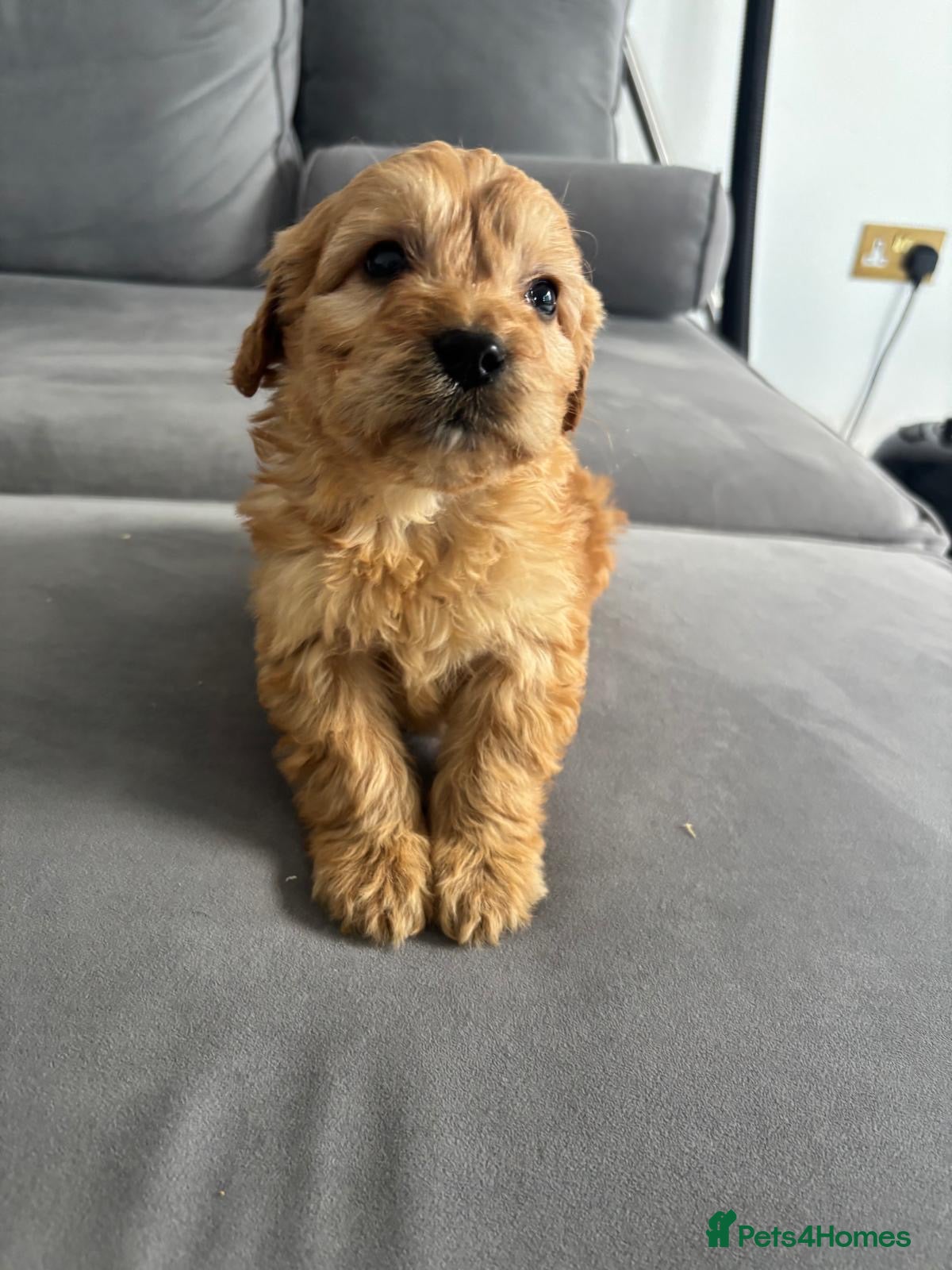 Cockapoo dogs F1 Cockapoos  - Advert 14