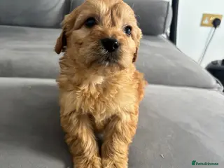 Cockapoo dogs F1 Cockapoos - Advert 16