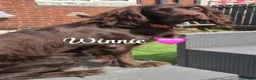 Cocker Spaniel dogs for sale: KC chocolate and tan working cocker spaniel - Advert 10