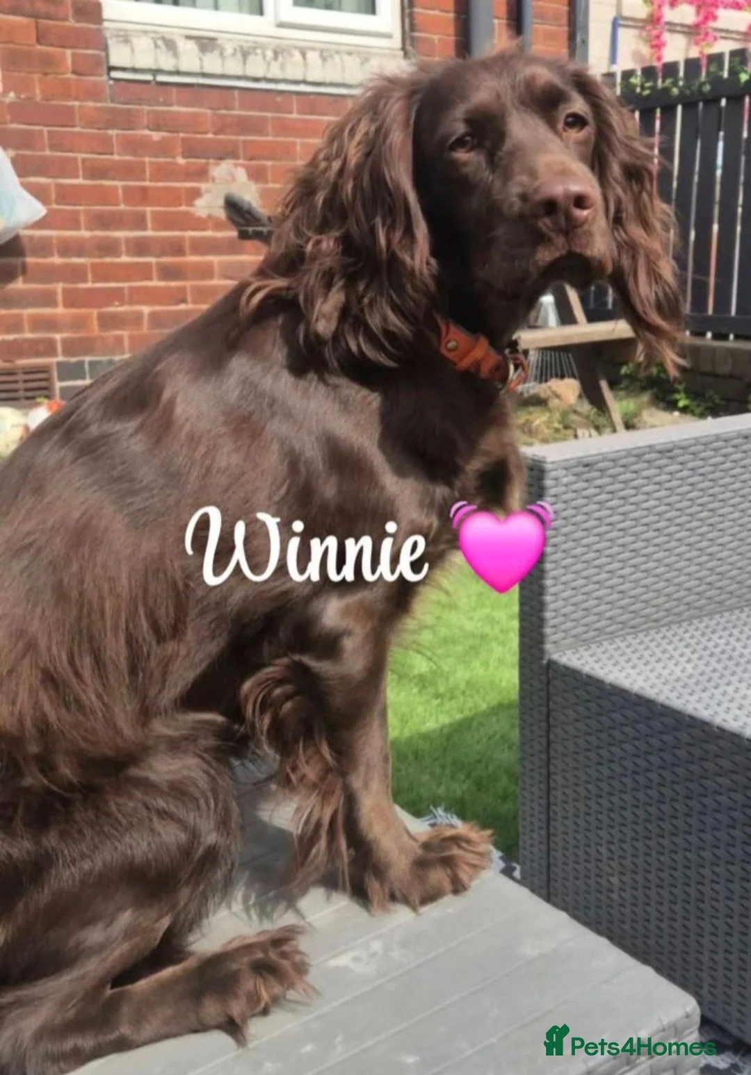 Cocker Spaniel dogs for sale: KC chocolate and tan working cocker spaniel - Advert 10