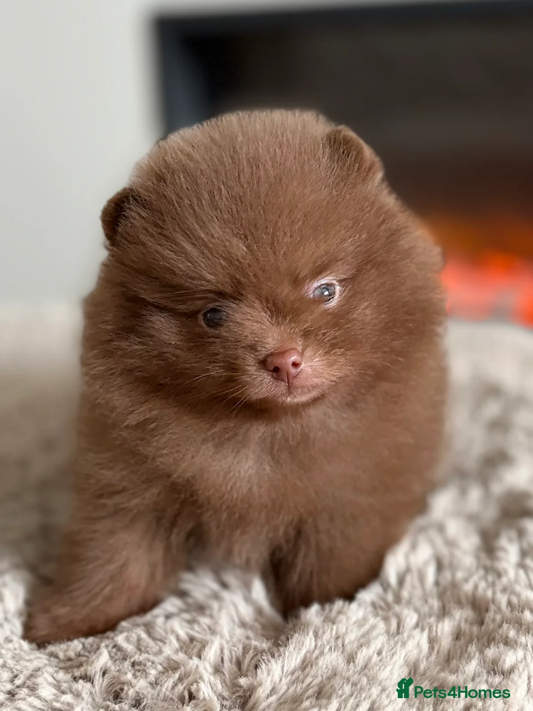 Pomeranian dogs for sale: True type Pomeranian puppy’s KC 🐾🤎🥰🤩🐾 - Advert 23