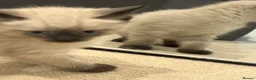 Mixed Breed cats for sale: Beautiful White Kitte Ragdoll (8 Weeks Old in Peterborough - Advert 6