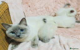 British Shorthair cats for sale:  Ragdoll x British shorthair kittens  - Image 11