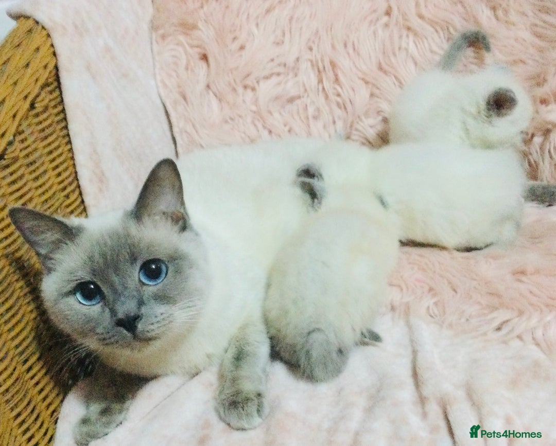 British Shorthair cats for sale:  Ragdoll x British shorthair kittens  - Image 11