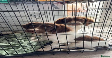English Springer Spaniel dogs - Advert 4