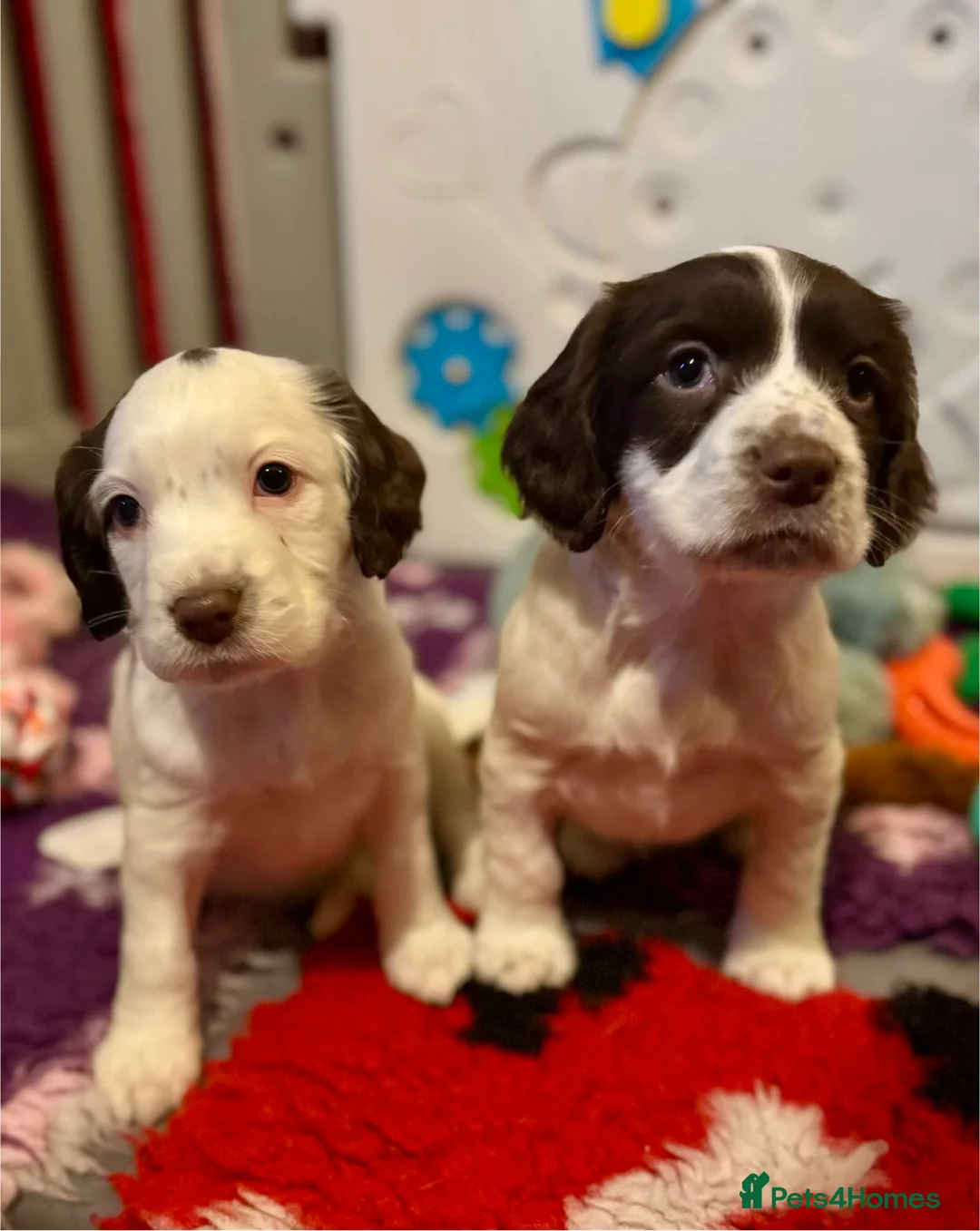 Sprocker dogs for sale: Beautiful Sprocker Spaniel pups  - Advert 3