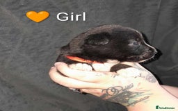 Mixed Breed dogs for sale: American Bulldog x Siberian Husky - Image 12