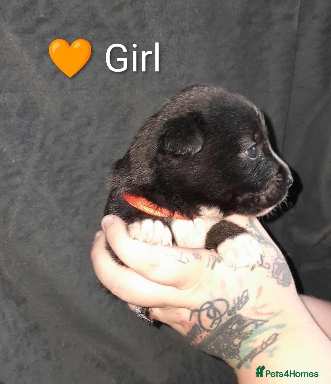 Mixed Breed dogs for sale: American Bulldog x Siberian Husky - Image 12