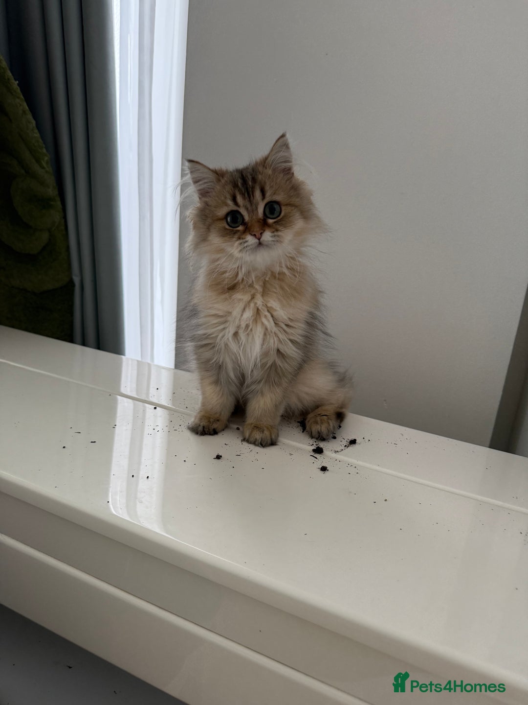 British Longhair cats for sale: Last British Longhair kitten  - Advert 23