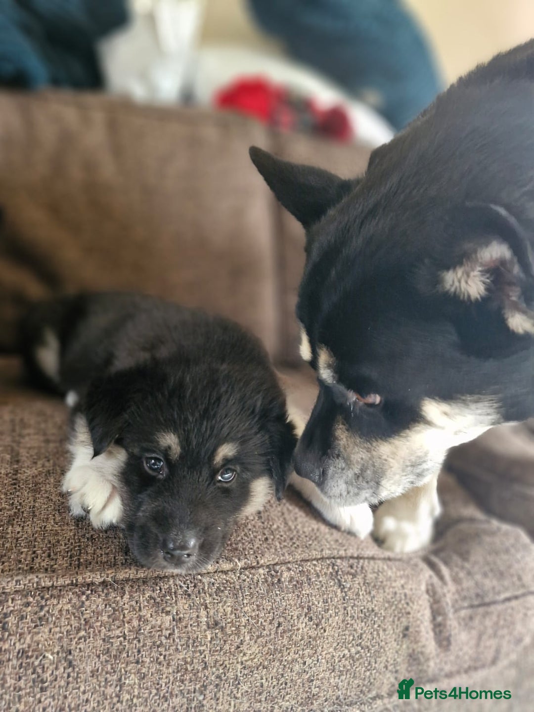 Mixed Breed dogs for sale: Husky x Malamute\English Bulldog - Image 5