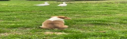 Welsh Collie dogs for sale: Welsh sheepdog puppies for sale  - Advert 8
