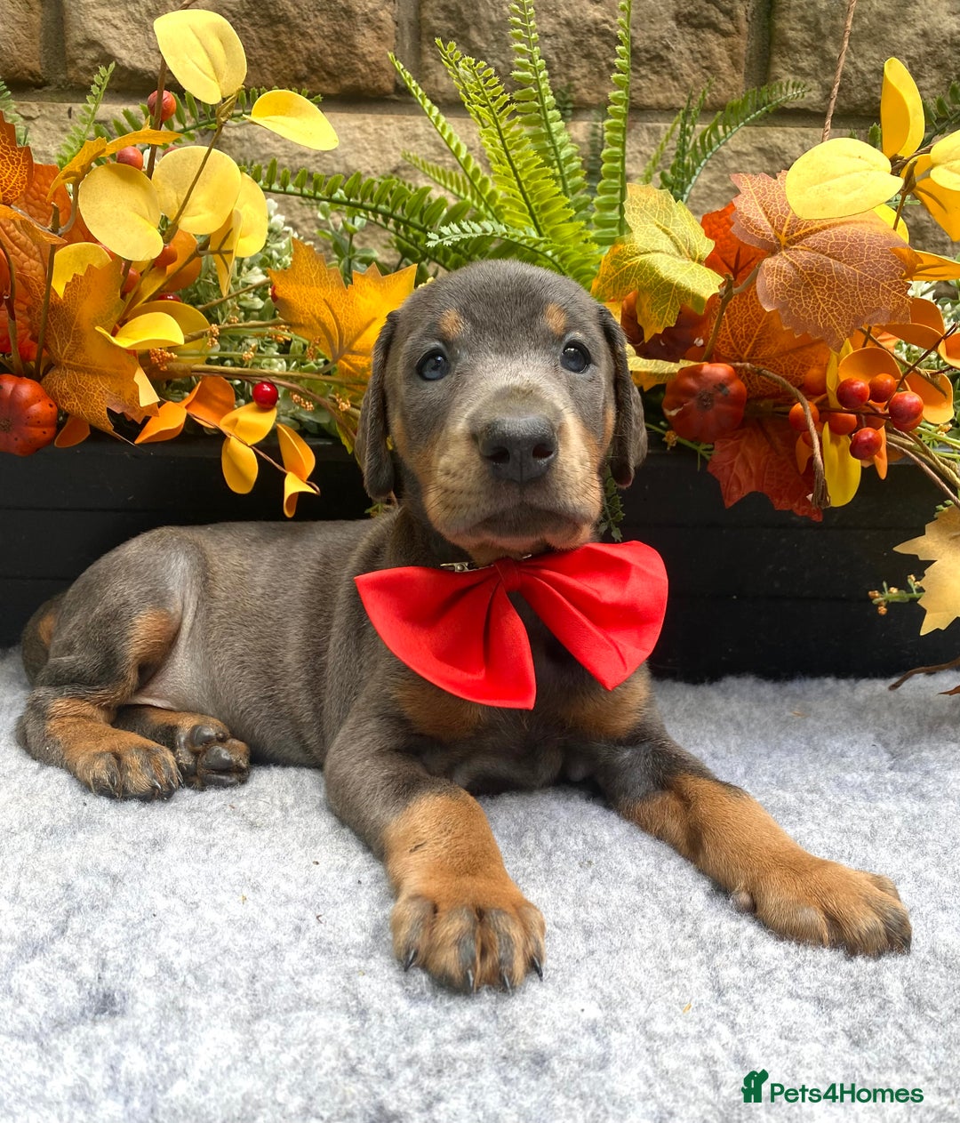 Dobermann dogs for sale: DOBERMAN PUPPIES (BOTH KC HEALTH TESTED PARENTS) - Image 21