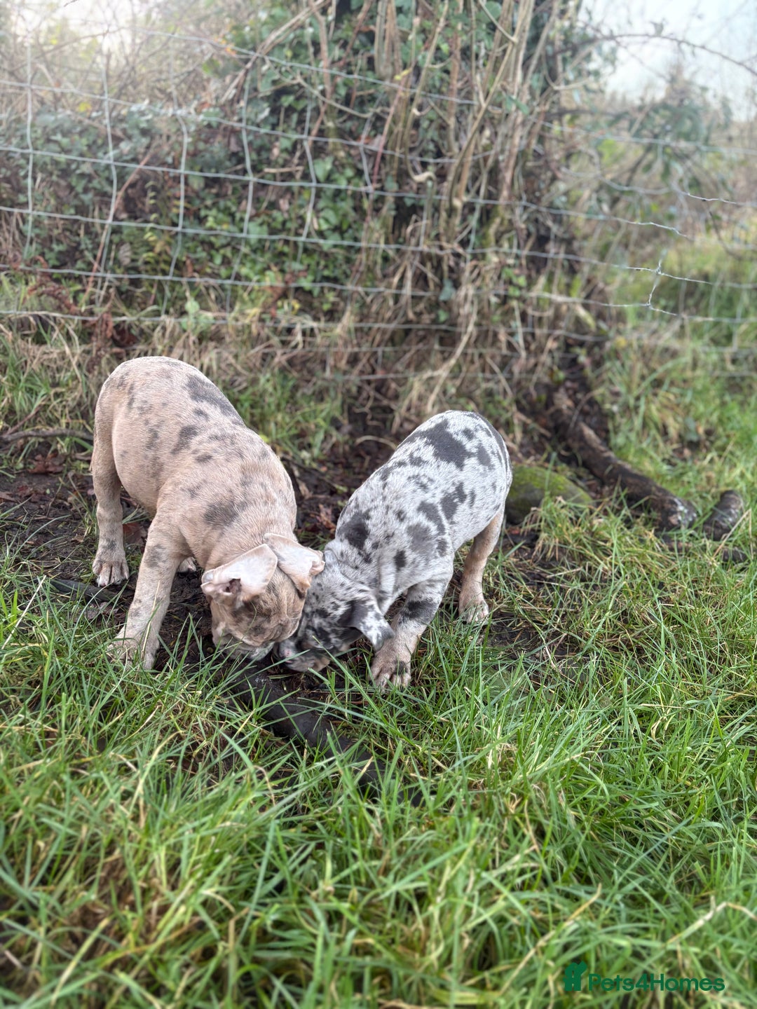 Olde English Bulldogge dogs for sale: 3 male puppy Olde English Bulldogges left - Advert 17