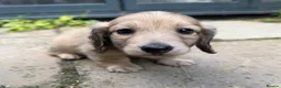 Miniature Dachshund dogs for sale: Gorgeous cream mini long haired boys  - Advert 7