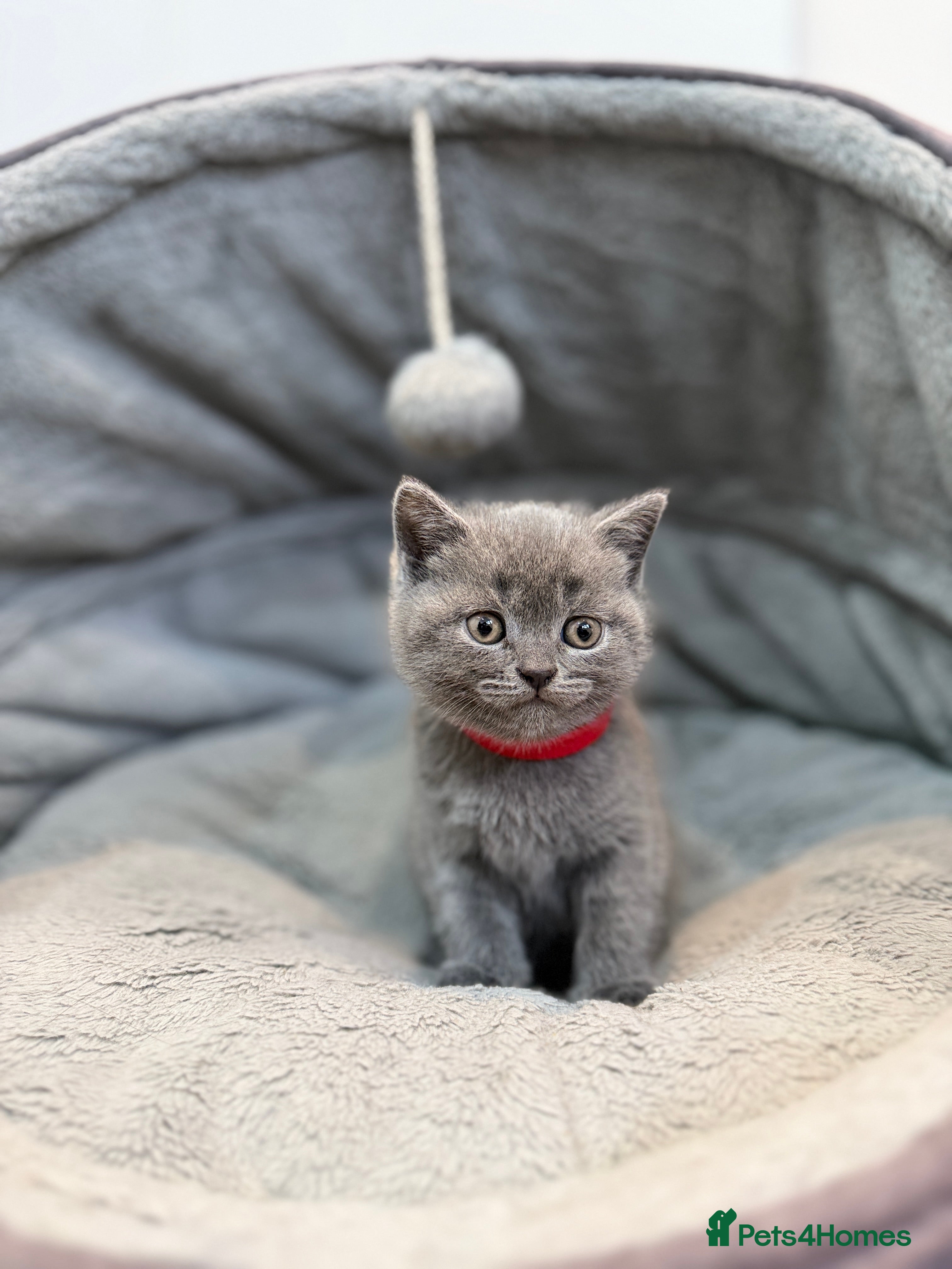 British Shorthair cats British Shorthair Kittens - Advert 7