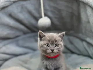 British Shorthair cats British Shorthair Kittens - Advert 1