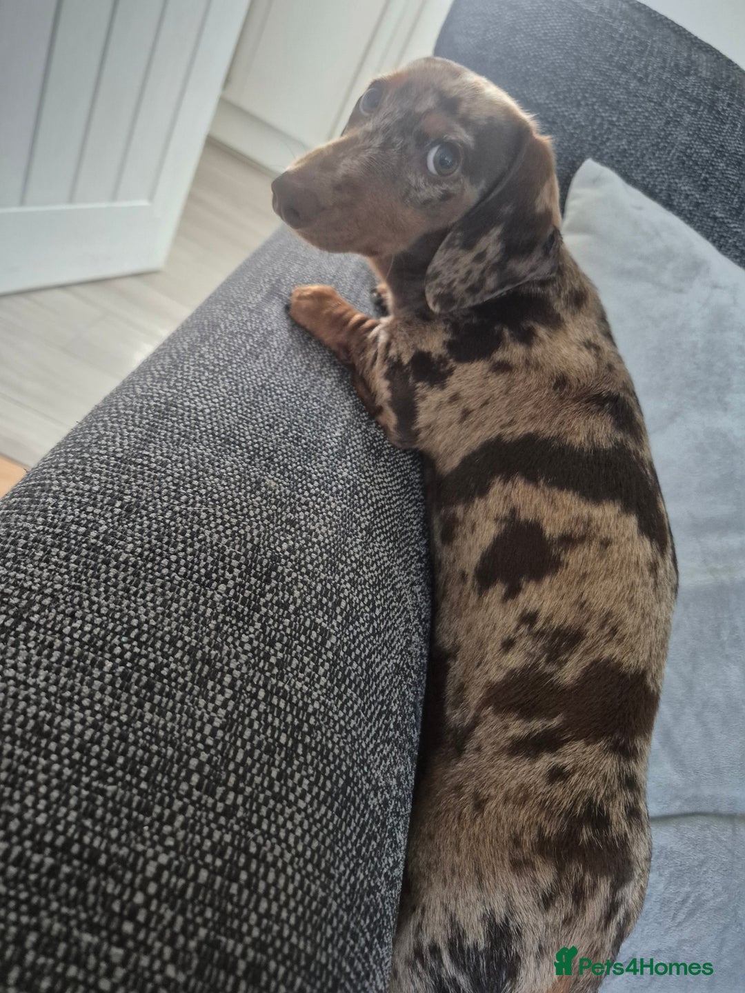 Miniature Dachshund dogs for sale: Miniature  Dachshund  chocolate dapple female - Image 4