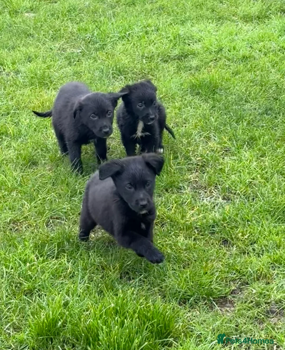 Borador dogs for sale: Fabulous vaccinated Collie x Labs  - Advert 3