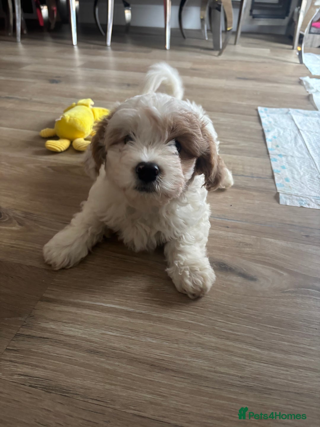 Cavapoochon dogs for sale: Cavapoochon  - Advert 11