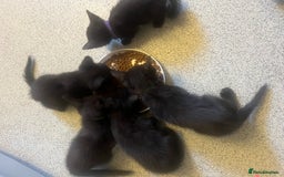 Mixed Breed cats for sale: beautiful kittens  - Image 13
