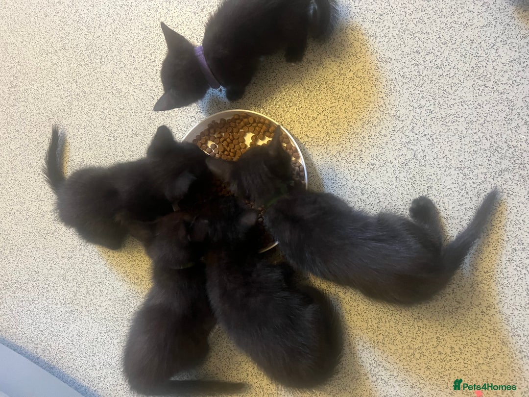 Mixed Breed cats for sale: beautiful kittens  - Image 13