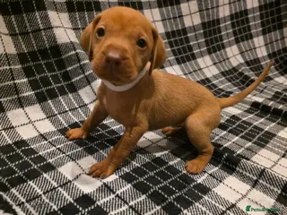 Hungarian Vizsla dogs Hungarian Vizsla Puppies Looking forForever Homes! - Advert 3