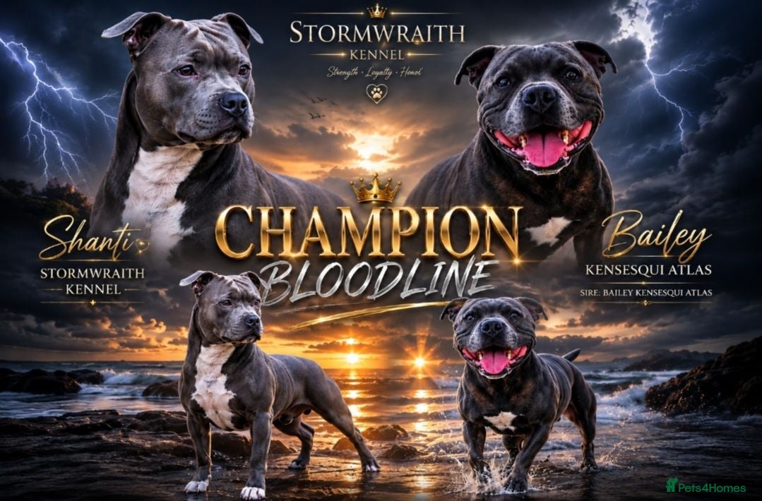 Staffordshire Bull Terrier dogs Champion Bloodline KC Registered - Advert 10