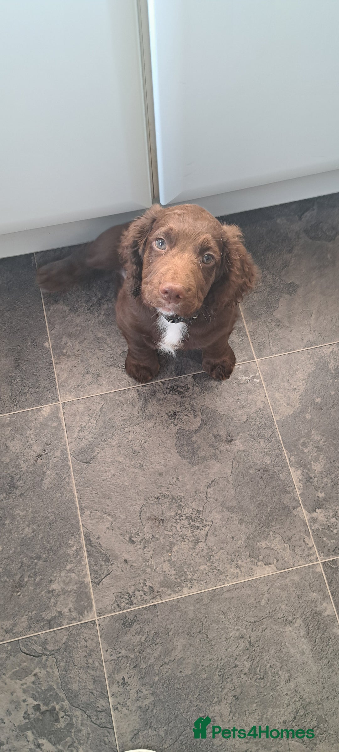 Cocker Spaniel dogs for sale: Cocker Spaniel - Image 6