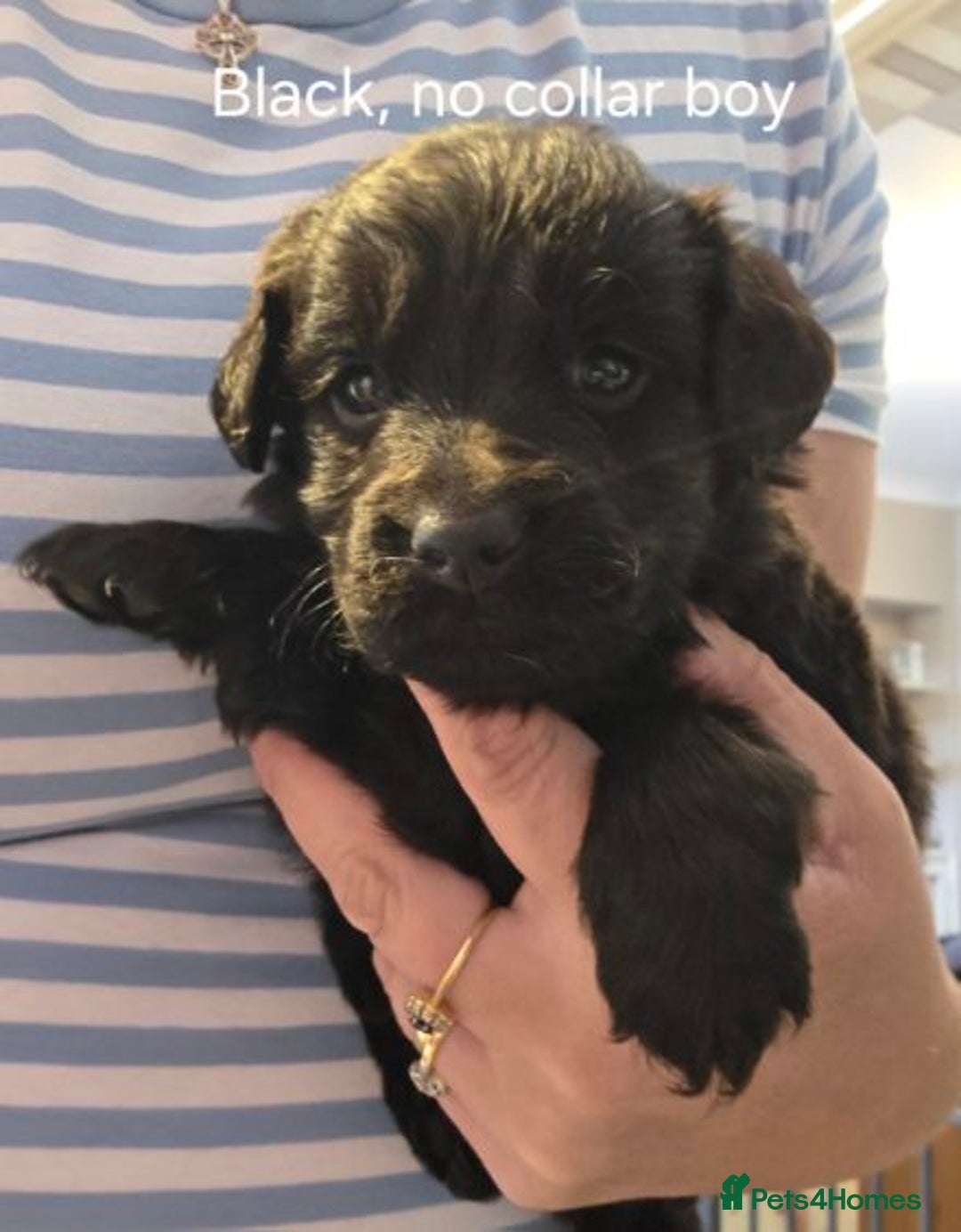 Labradoodle dogs for sale: Labradoodle multigen medium sized - Image 7