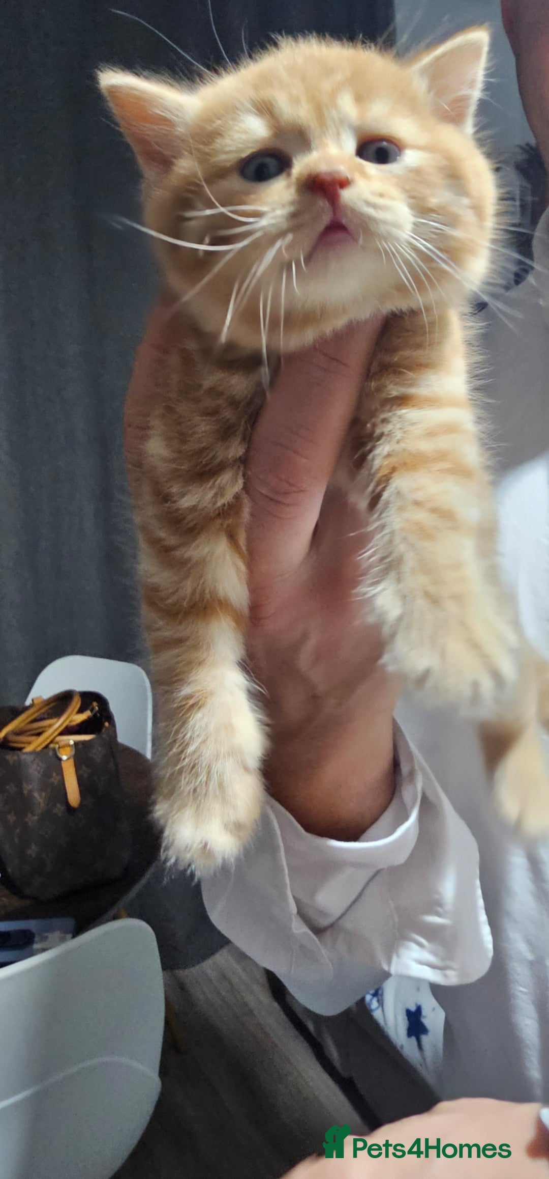 British Shorthair cats for sale: Beautiful British shorthair kittens  - Advert 5