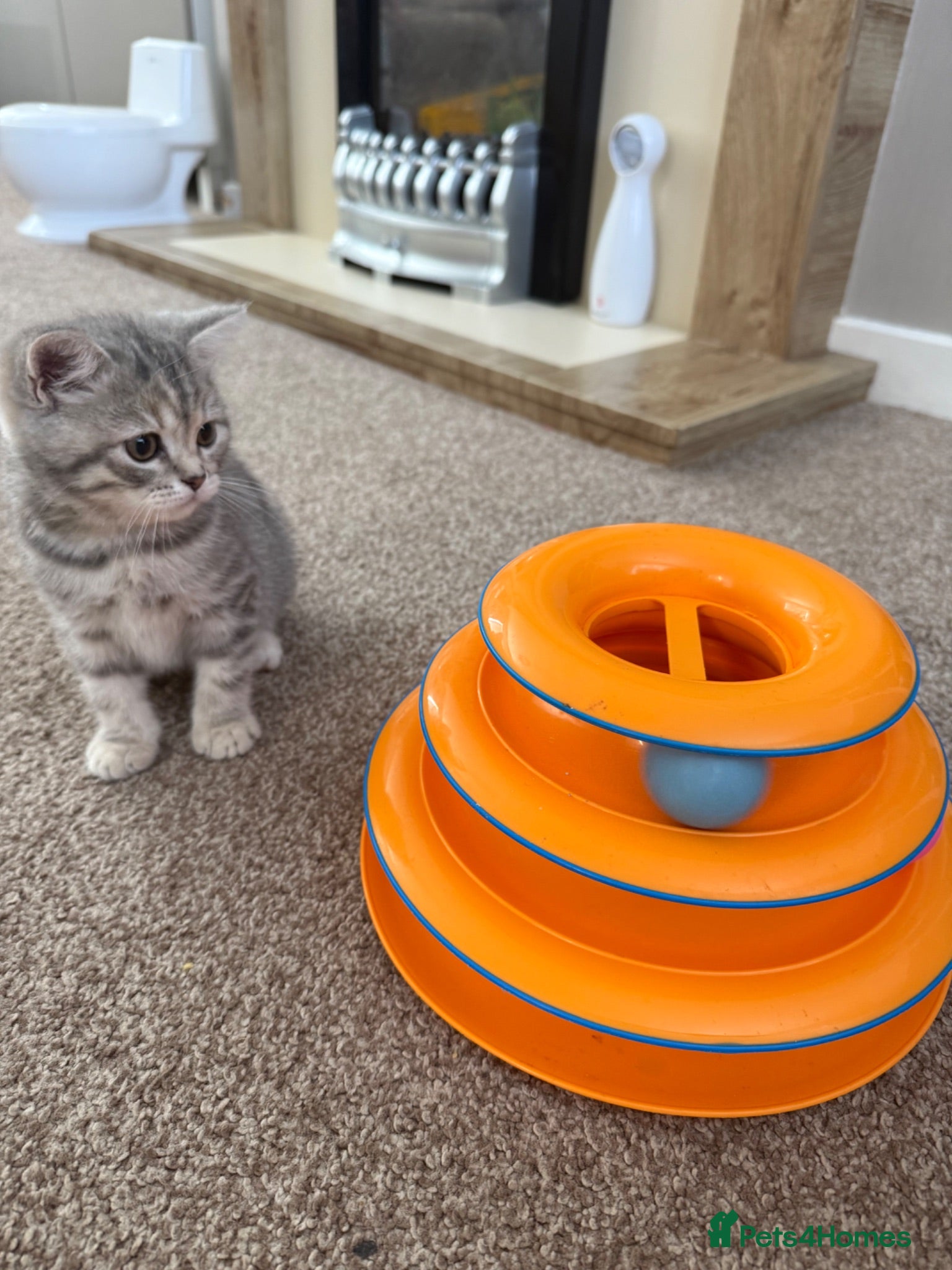 Scottish Fold cats PUREBRED Scottish fold kittens  - Advert 8