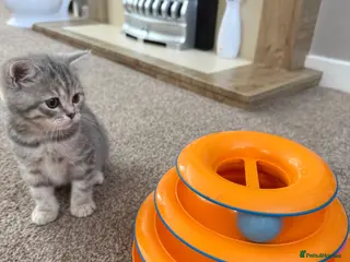 Scottish Fold cats PUREBRED Scottish fold kittens - Advert 2