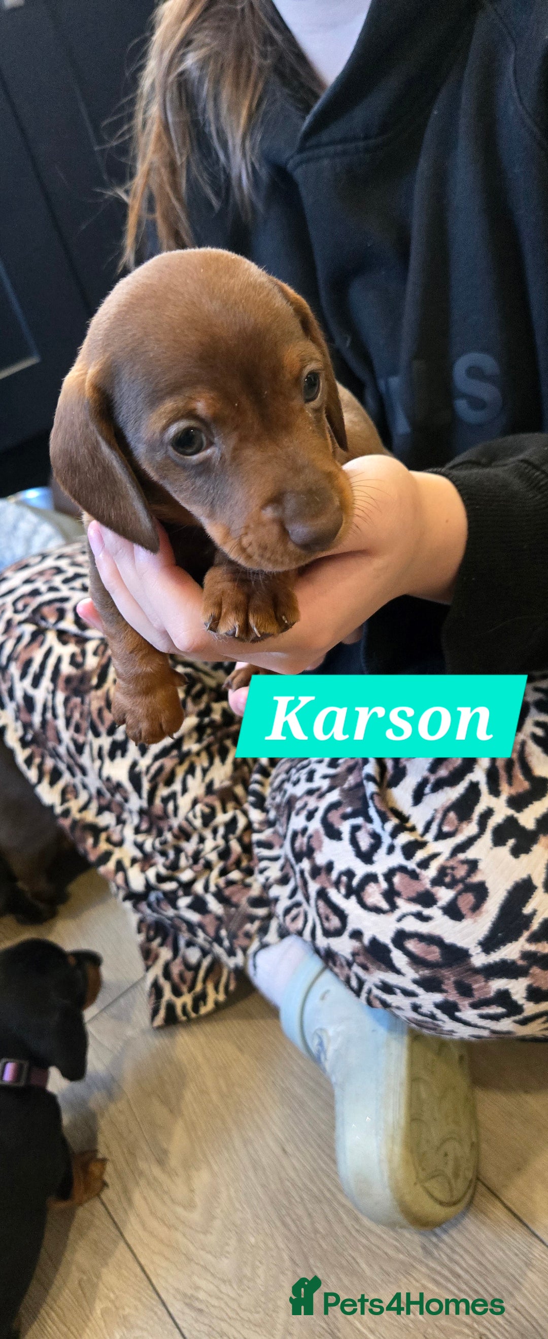 Dachshund dogs for sale: Beautiful Daxis - Advert 14