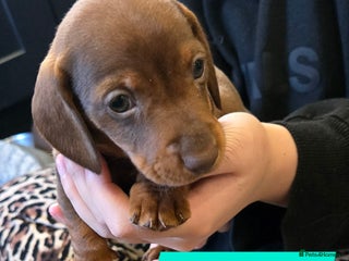 Dachshund dogs Beautiful Daxis - Advert 3