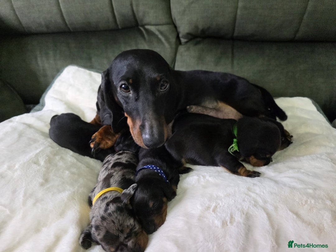 Dachshund dogs for sale: 4 Kc registred standard dachshund puppies  - Advert 4