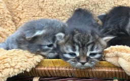 Maine Coon cats for sale: Maincoon cross kittens  - Image 14