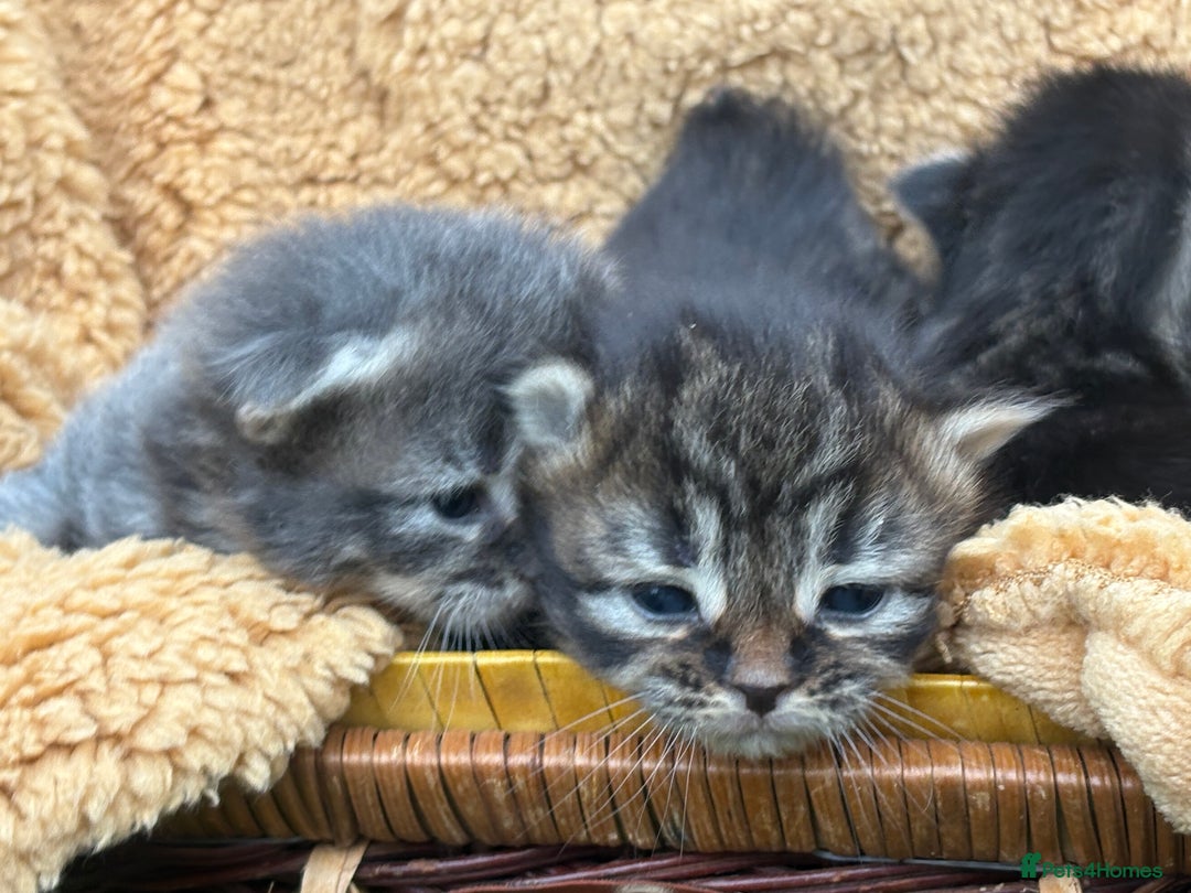 Maine Coon cats for sale: Maincoon cross kittens  - Image 14
