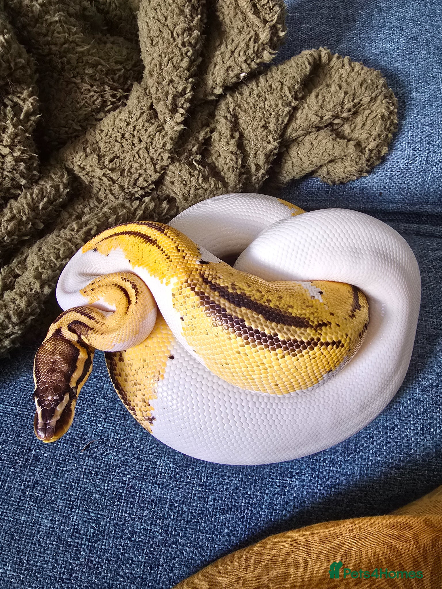 Python Snake reptiles Various Royal Pythons - Advert 1