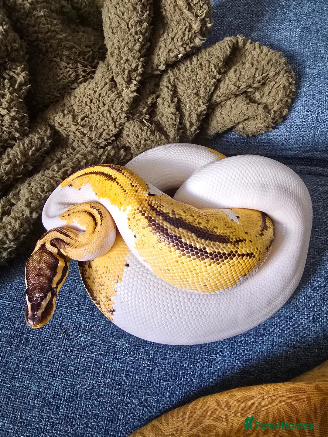 Python Snake reptiles for sale: Various Royal Pythons - Advert 1