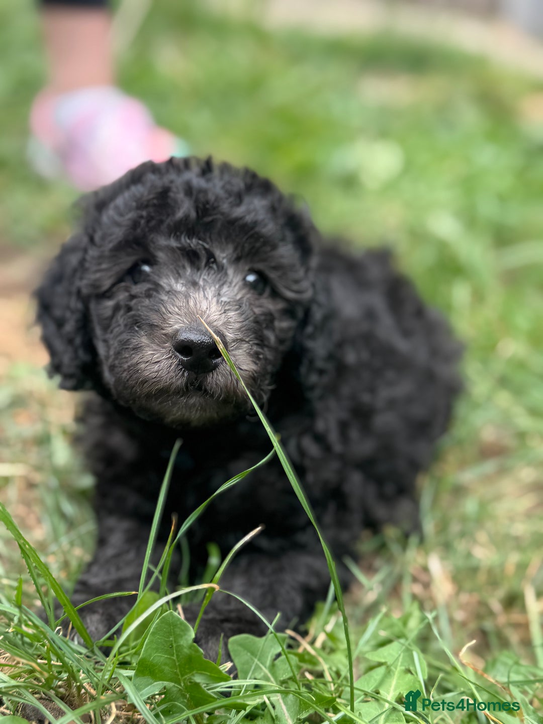 Cockapoo dogs for sale: 🌟 ADORABLE Cockapoo puppies 🌟 ready to leave 🐾 - Image 4