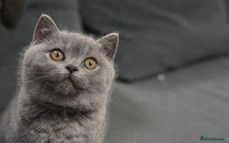 British Shorthair cats for sale: LAST BRITISH SHORTHAIR BLUE - GCCF REGISTERED  - Image 9