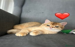 British Shorthair cats for sale: 💚❤️TICA British Shorthair 2 Kittens - Image 7