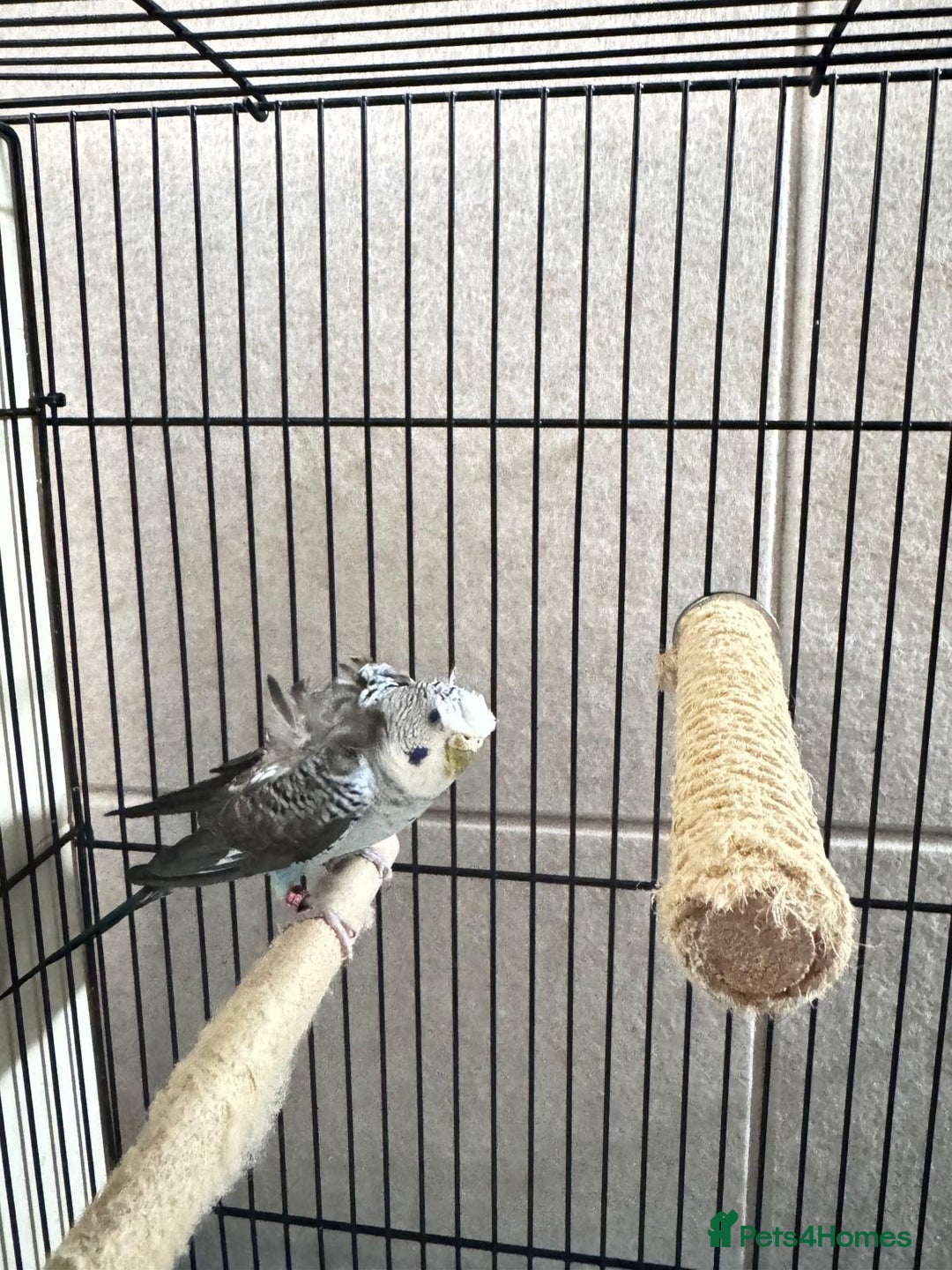 Budgerigars birds for sale: Young Black wing hen budgie for sale  - Advert 10
