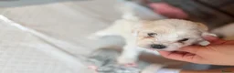 Maltese dogs for sale: 🐶 5 Beautiful Maltese🤍 in Coventry - Advert 9