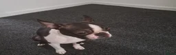 Boston Terrier dogs for sale: Boston terrier puppies rehome - Advert 4