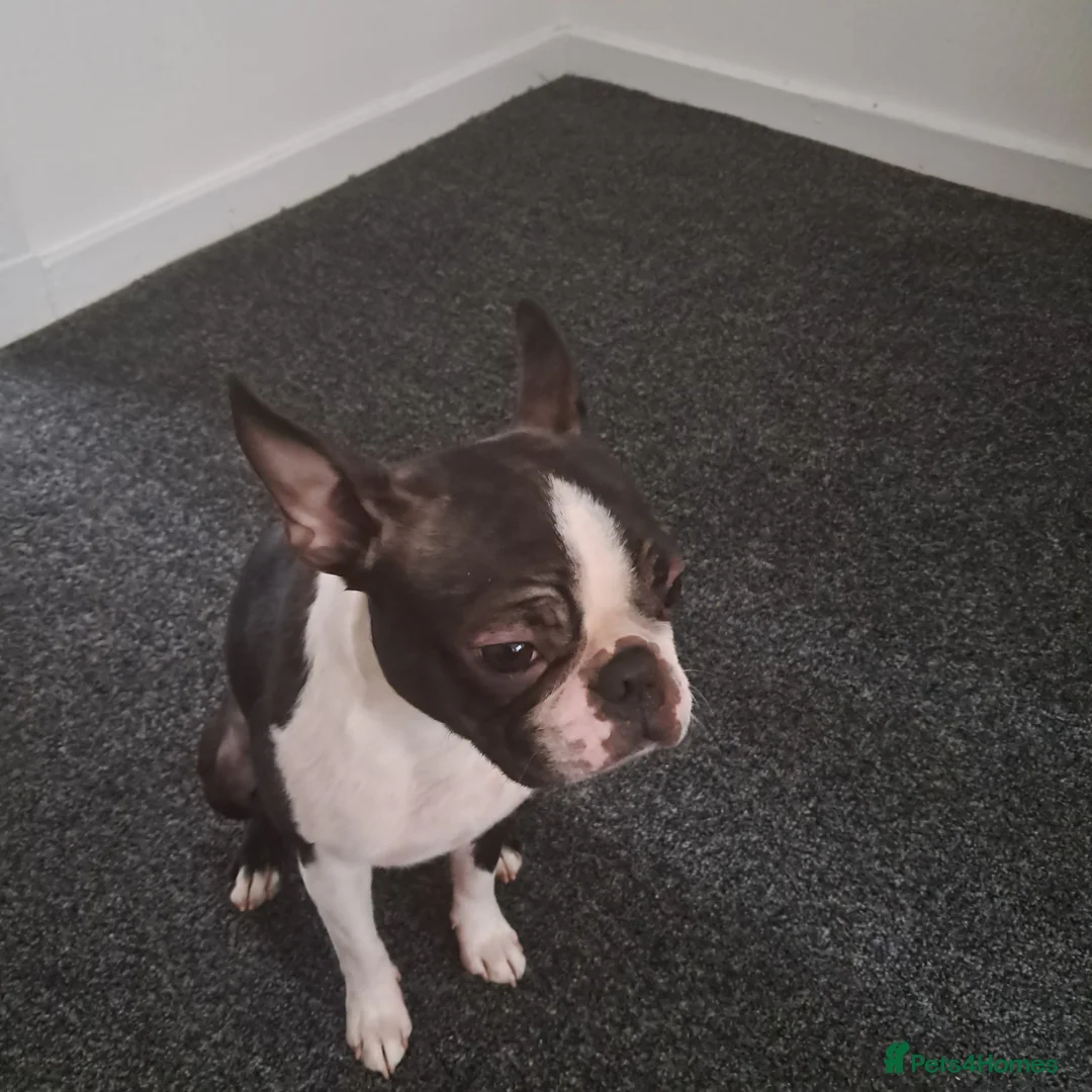 Boston Terrier dogs for sale: Boston terrier puppies rehome - Advert 4