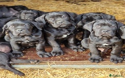 Cane Corso dogs for sale: Exceptional  - Image 1