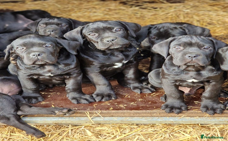 Cane Corso dogs - Advert 1