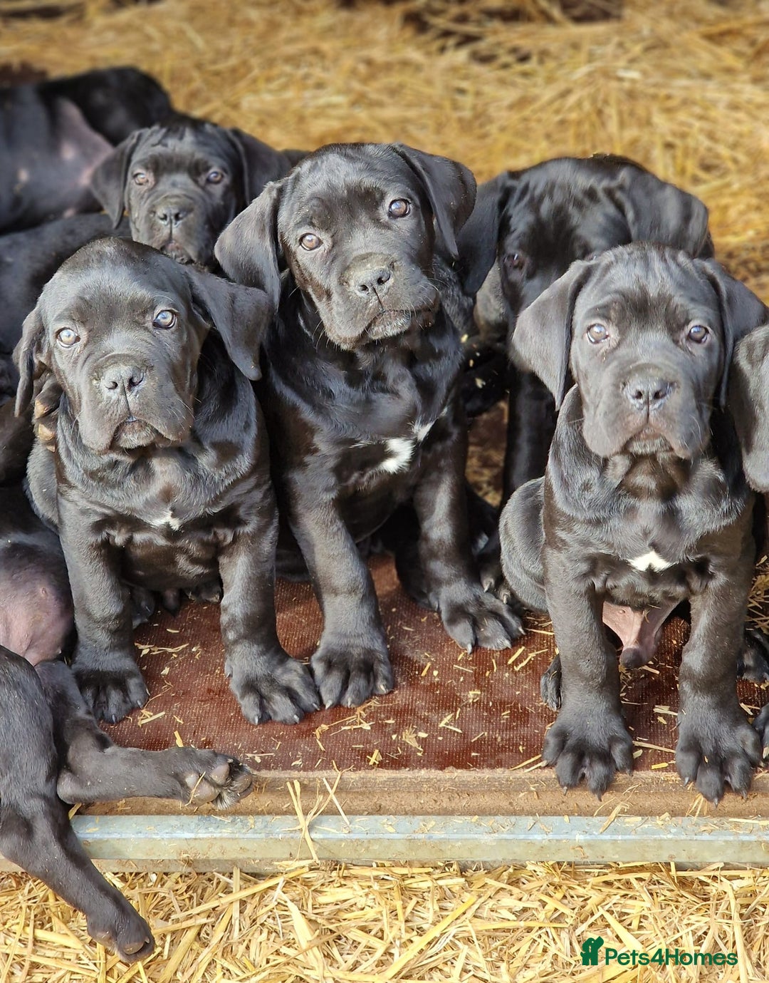 Cane Corso dogs for sale: Exceptional  - Image 1